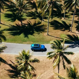 Palm Trees & Coastal Roads
