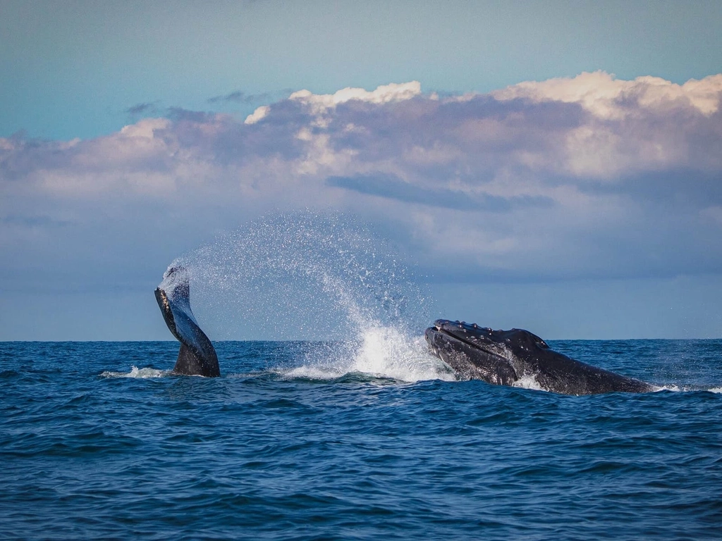 Humpback Highway