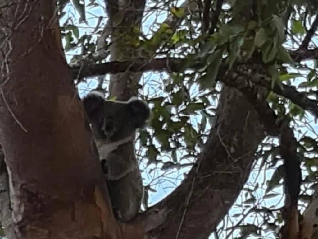 Koala Creek Camping