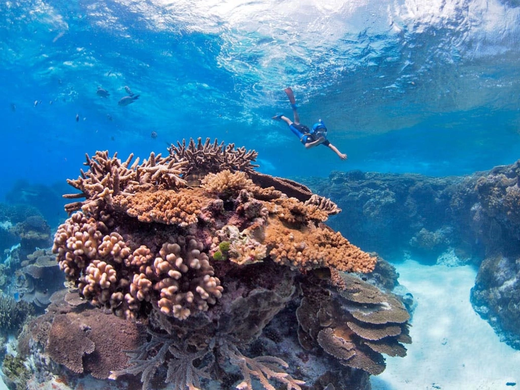 Lady Elliot Island