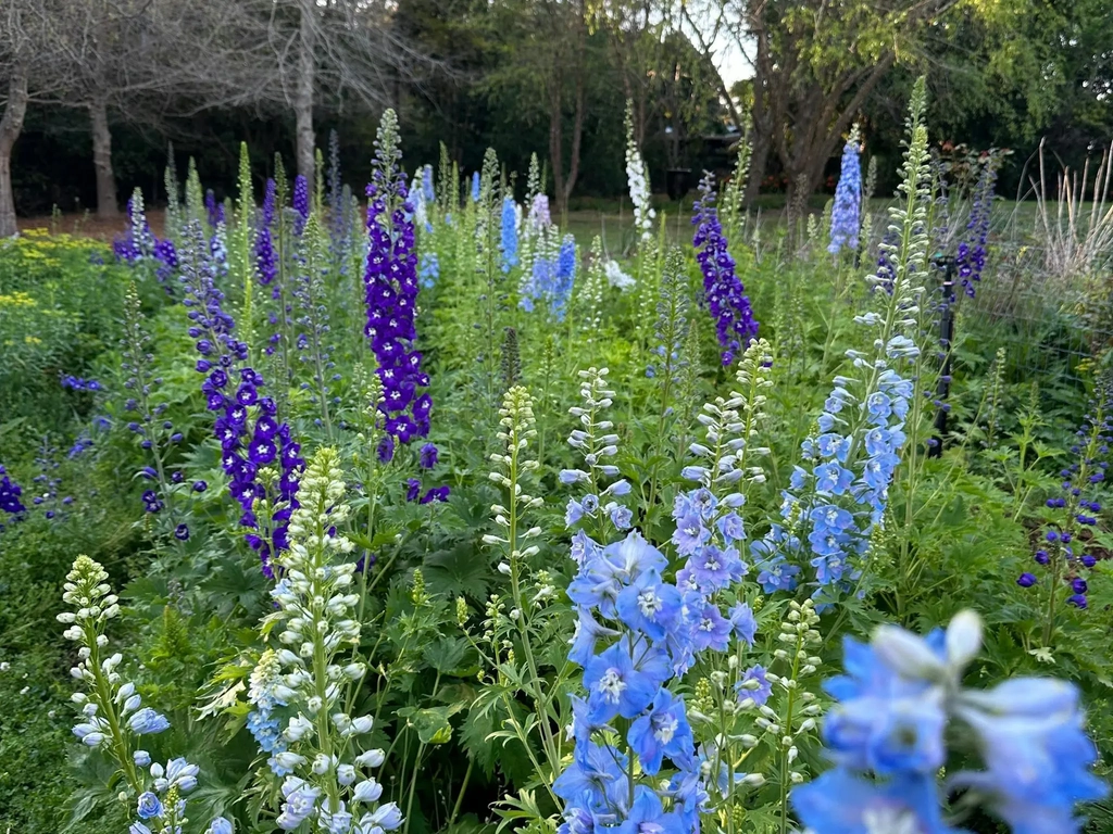 Foxglove flowers