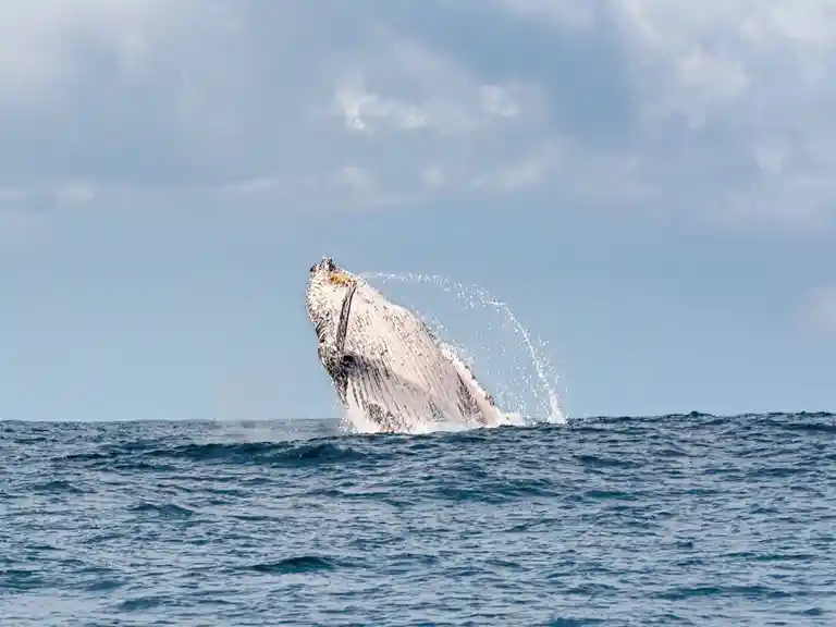 Breaching whales are often communicating with other pod via the sound they make slapping the water.