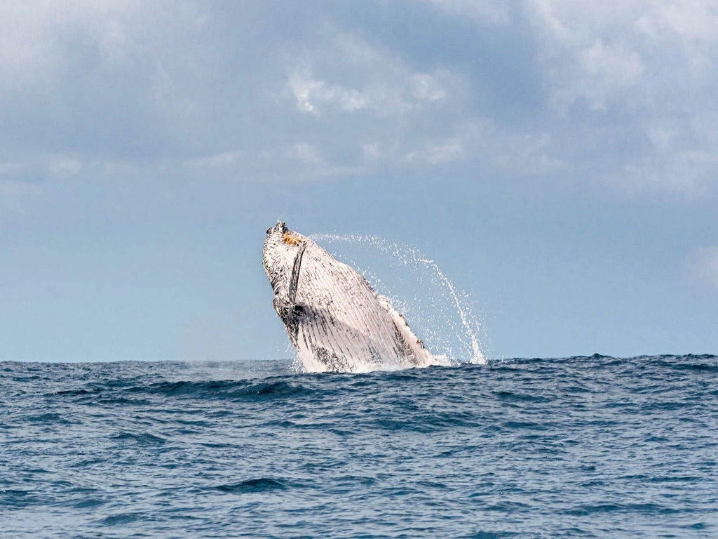 Breaching whales are often communicating with other pod via the sound they make slapping the water.