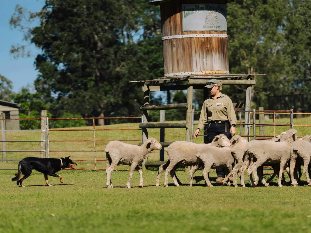 Sheepdog Show