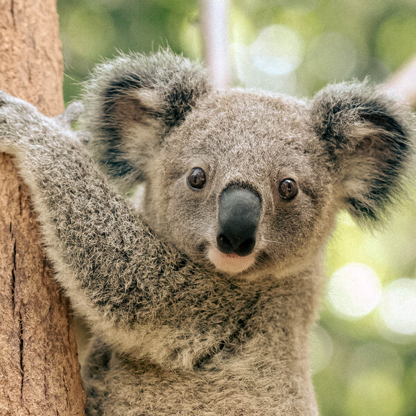 currumbin-wildlife-koala.jpg