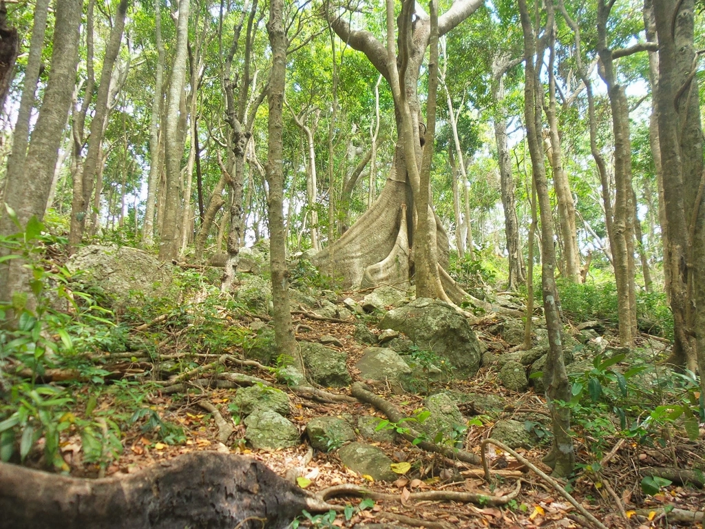 Buttress root, Rainforest circuit, Burleigh Head