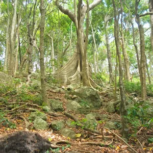 Buttress root, Rainforest circuit, Burleigh Head