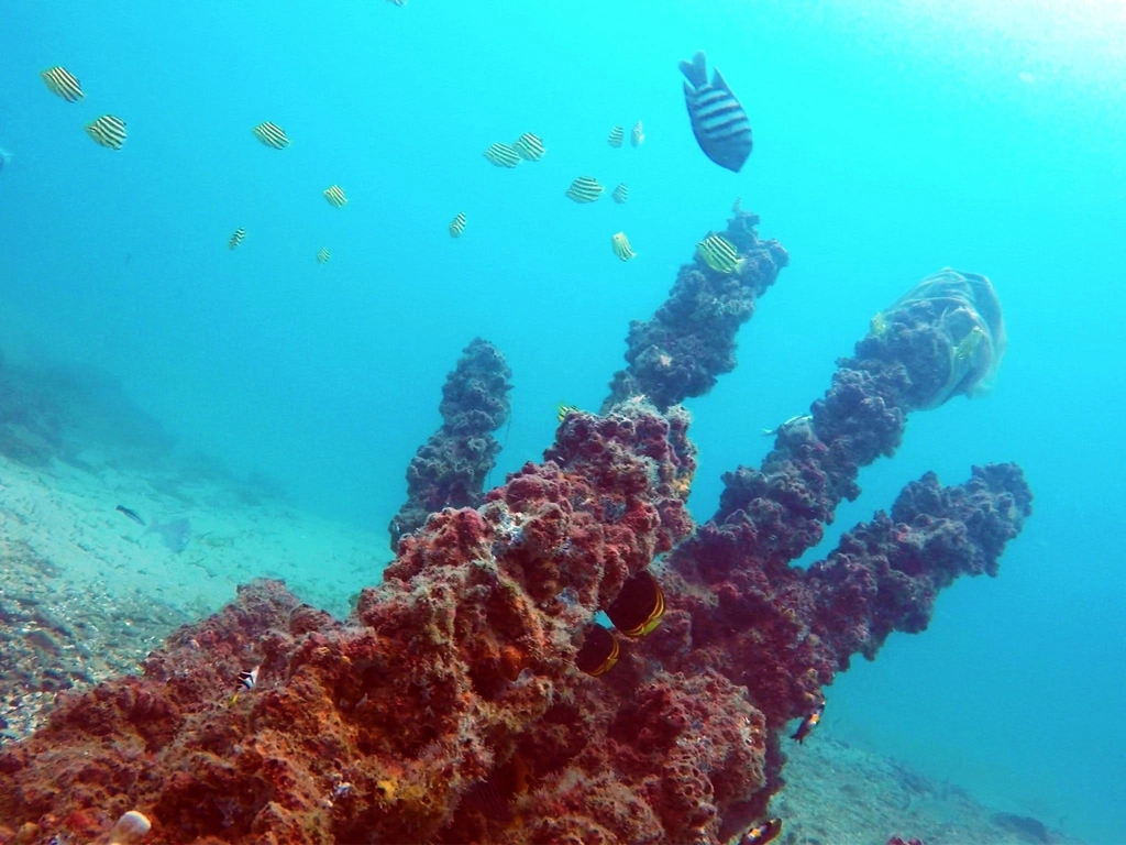 Scuba Diving Gold Coast