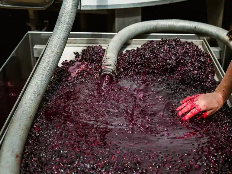 Grape to Glass Image 2