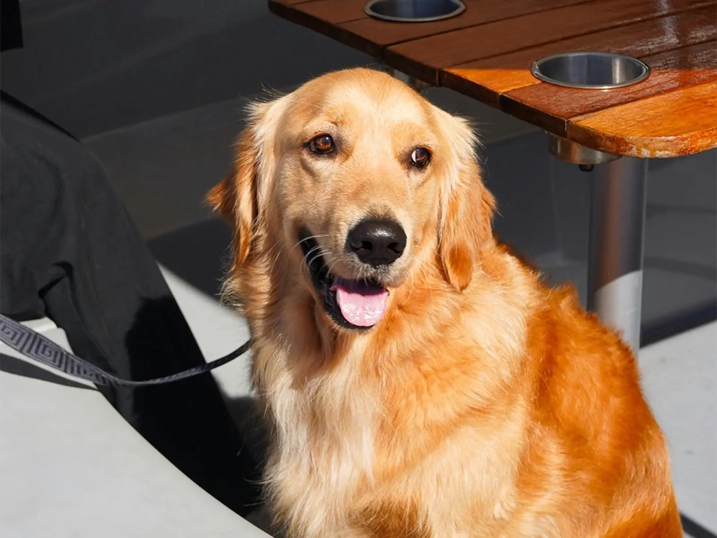 Golden retriever sitting aboard a pet-friendly GoBoat on the Gold Coast waterways.