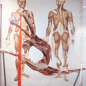 Sculpture - The Real Human Anatomy Exhibition