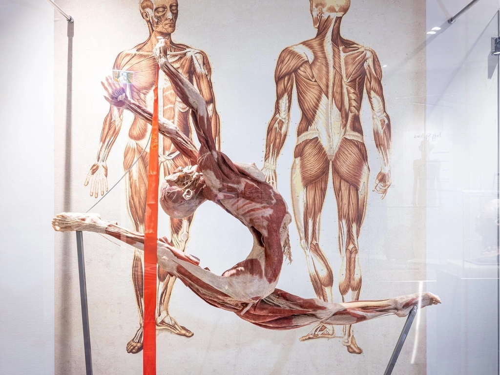 Sculpture - The Real Human Anatomy Exhibition