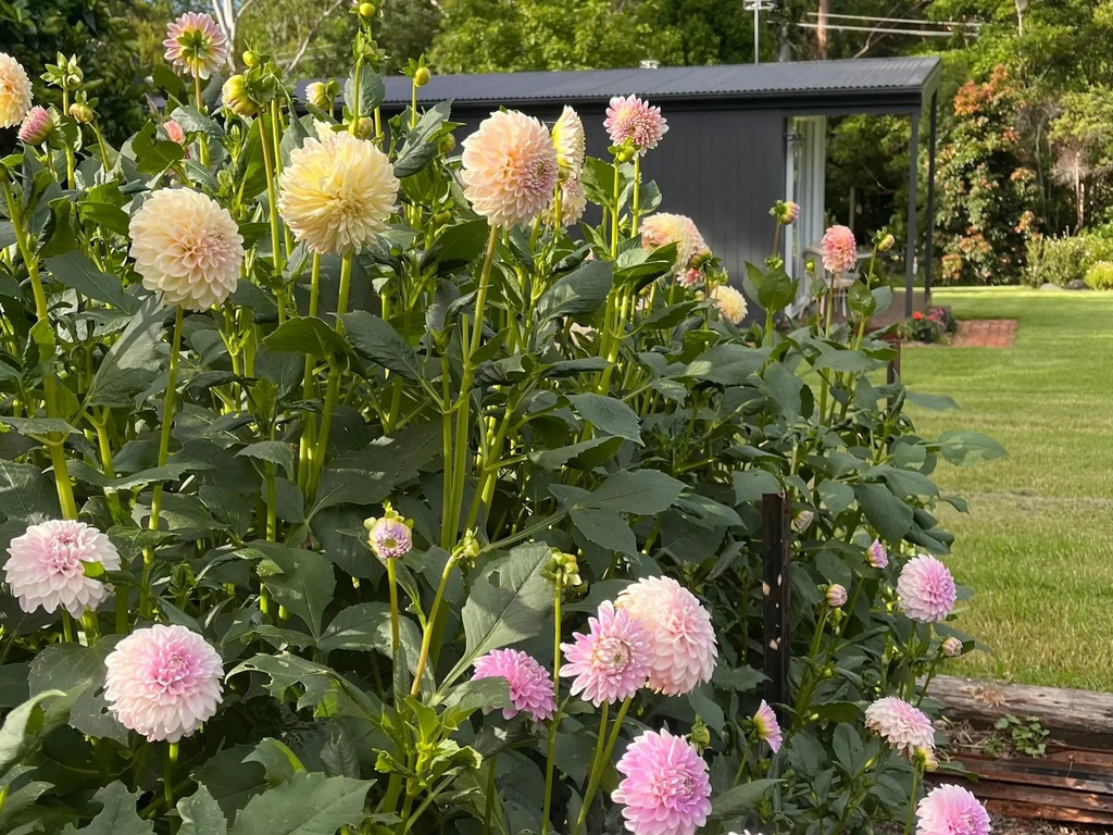 Flower Field