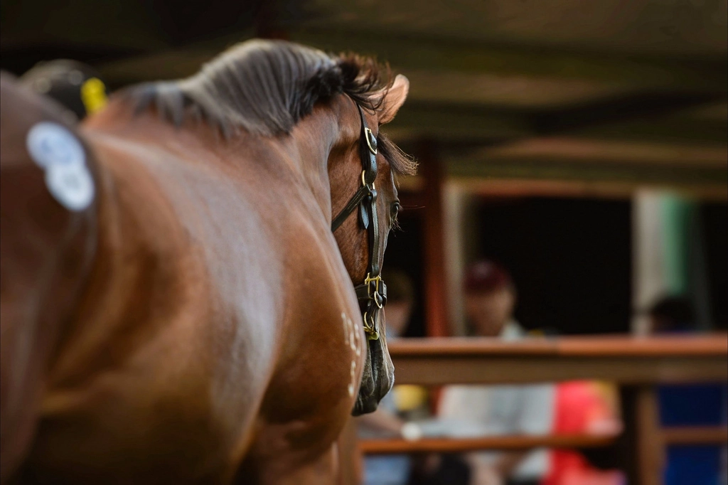 The Star Gold Coast Magic Millions Carnival Image 5