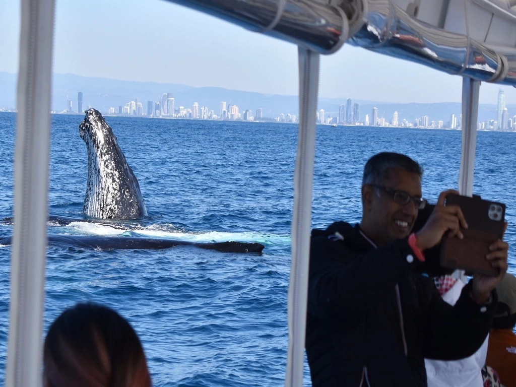 Whale Watch Queensland