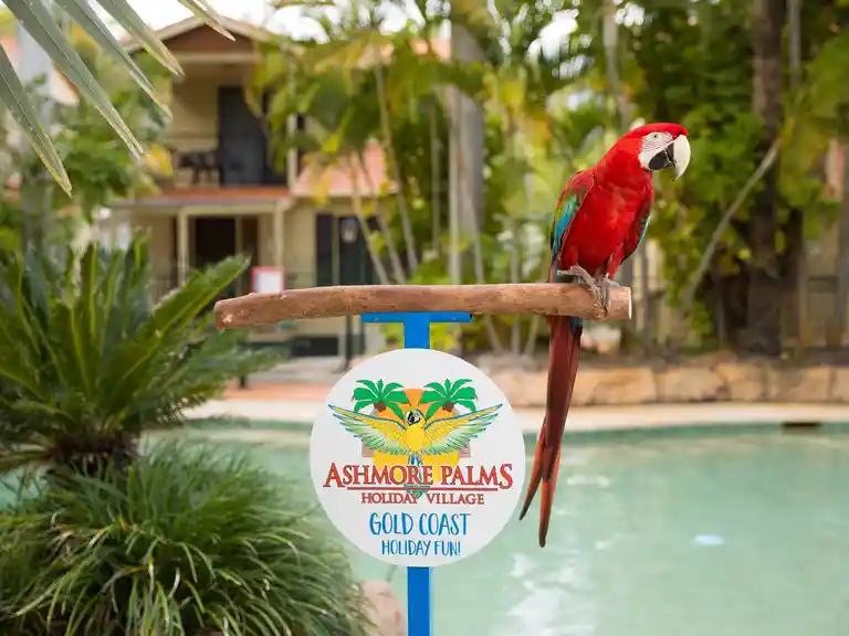 Green Winged Macaw at Ashmore Palms
