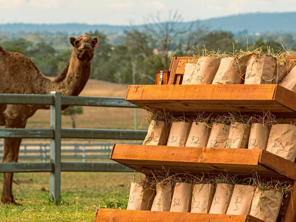 Autumn  Markets - Summer Land Camels Image 6