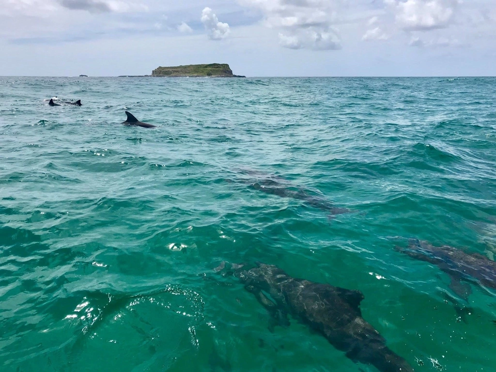 Local pod of Bottle-nose Dolphins @ Fingal