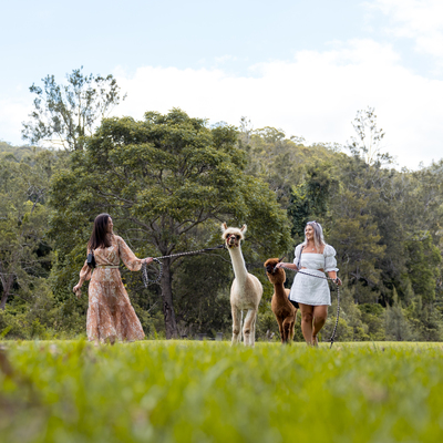 Mountview Alpaca Farm