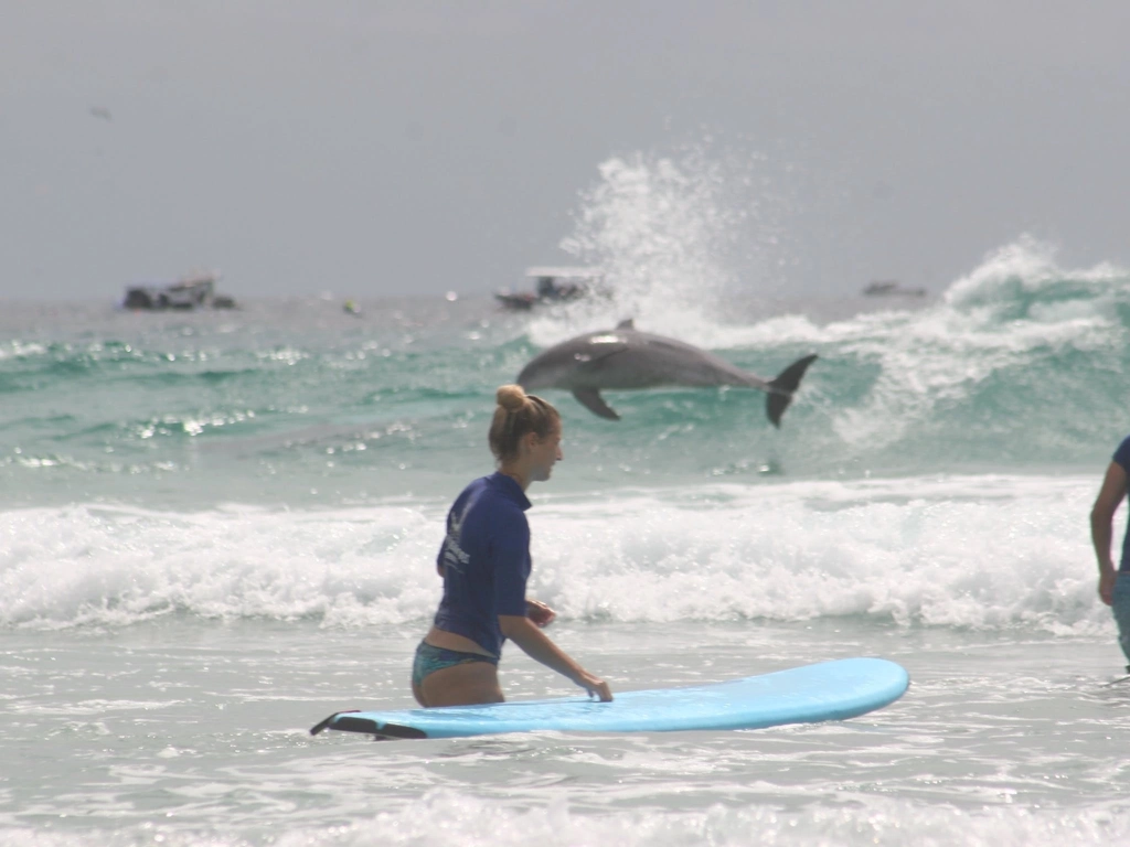 Learn to surf Lessons