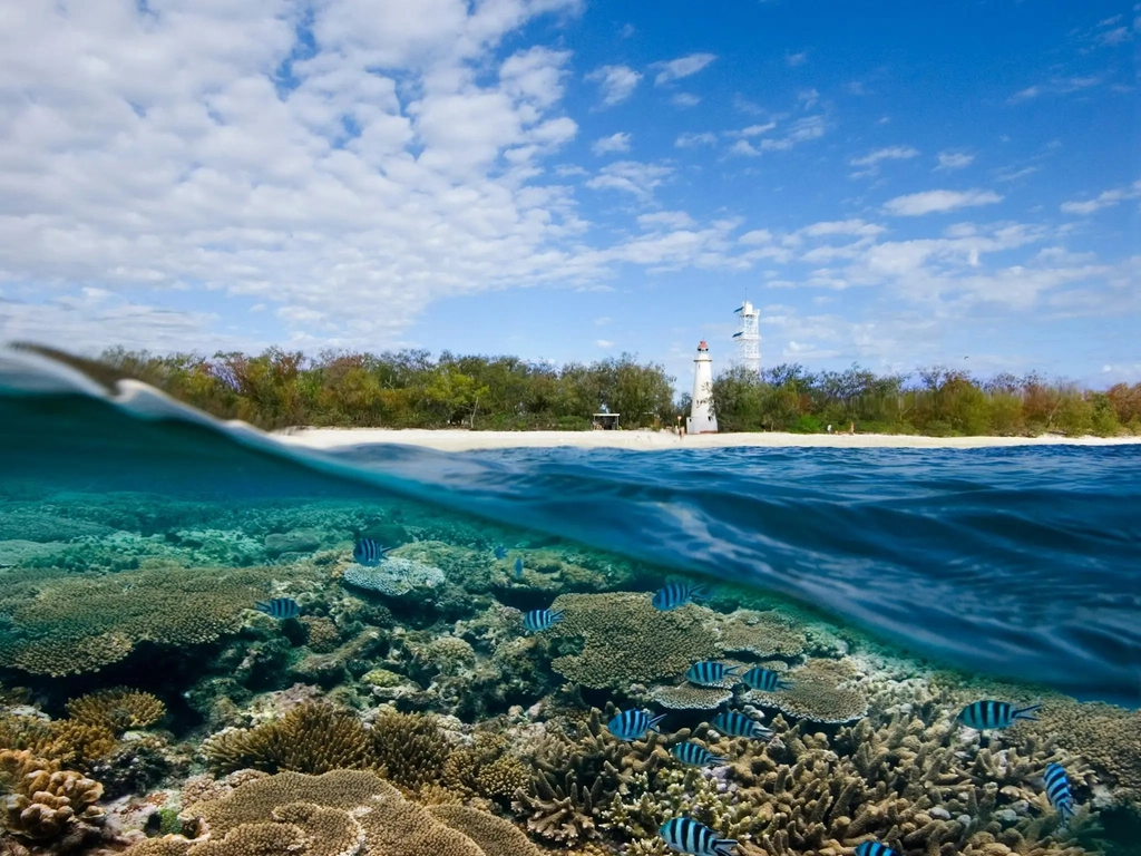 Reef Image