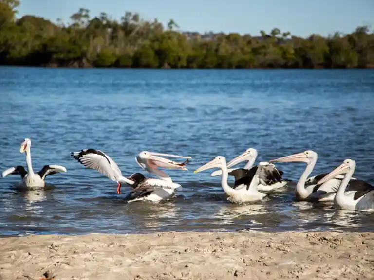 Pelicans lunch Terrranora Lakes