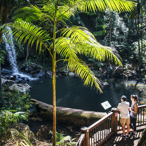 Curtis Falls, Tamborine Mountain