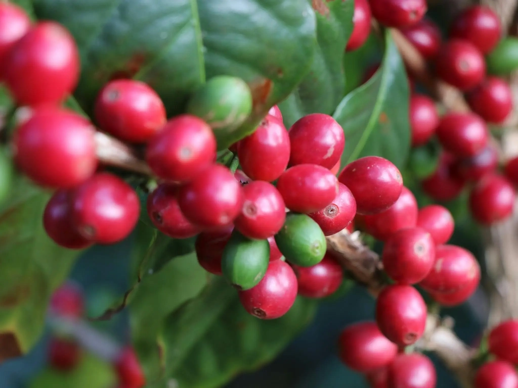 Coffee Cherries