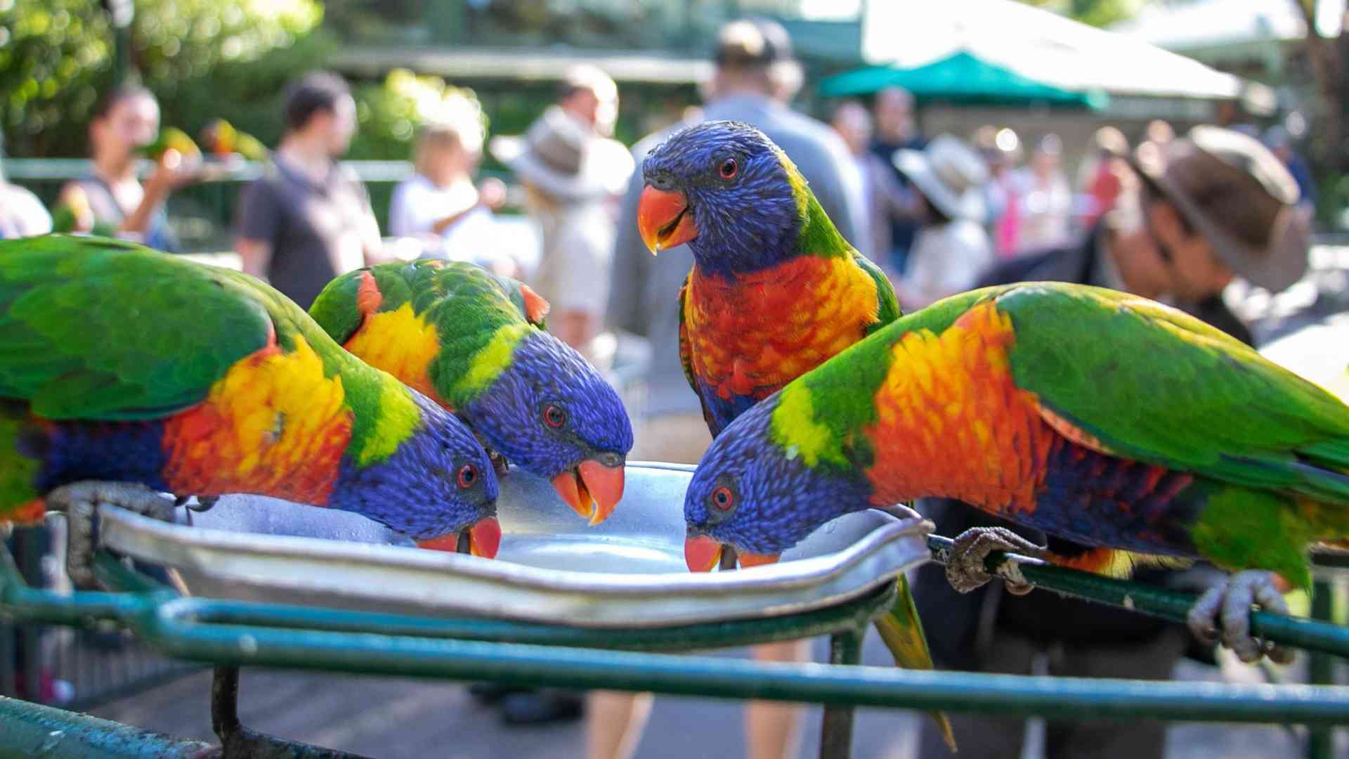 Where The Wild Things Are! Gold Coast Animal Encounters