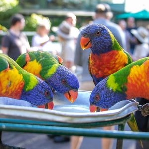 Where The Wild Things Are Gold Coast Animal Encounters