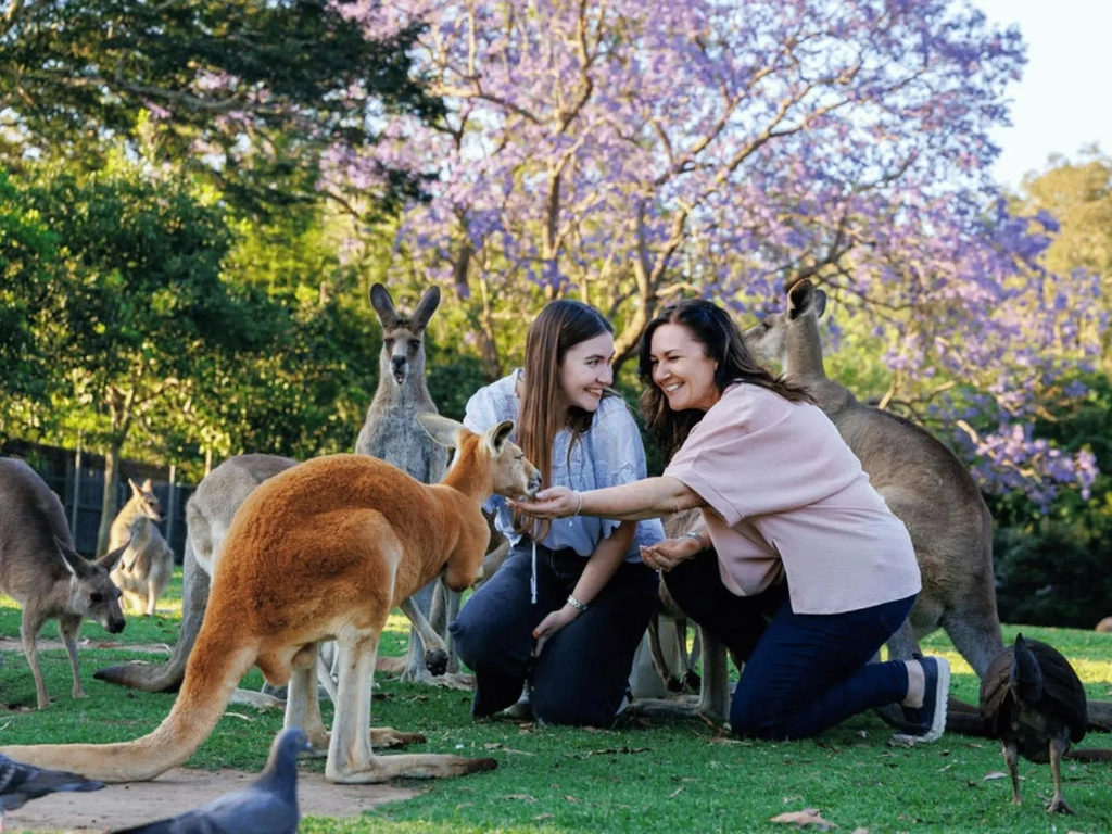 Two guests crouching and feeding kangaroos in a grassy reserve surrounded by trees.