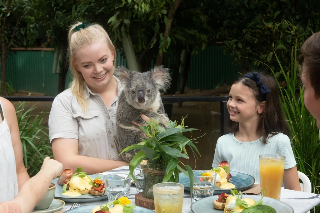 Koala Breakfast at Currumbin Wildlife Sanctuary Image 1