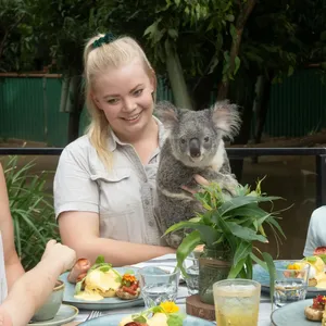 Koala Breakfast at Currumbin Wildlife Sanctuary Image 1