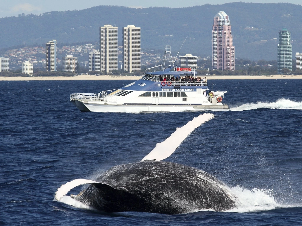 Spirit of Gold Coast Whale Watching