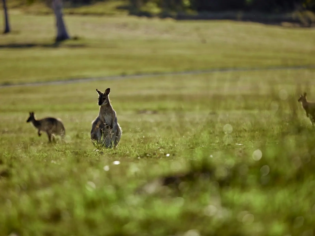 There are over 120 species of native wildlife living on the grounds of Sirromet Winery