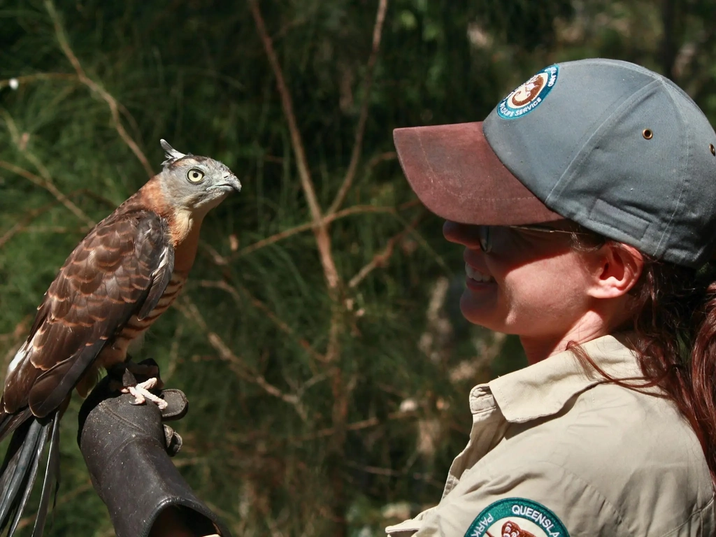 A Ranger holding up a Pacific Baza bird perched on their glove.