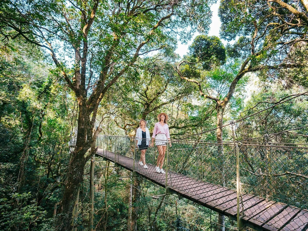 O'Reillys Tree Top Walk