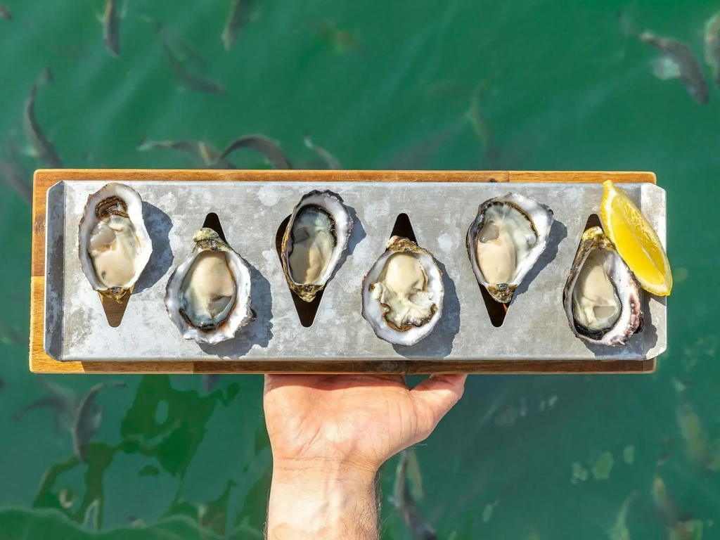 6 oysters being held over water with fish visible