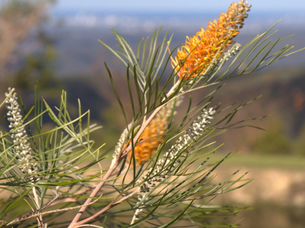 bottlebrush