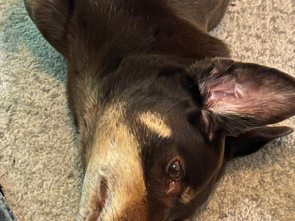 Happy Kelpie