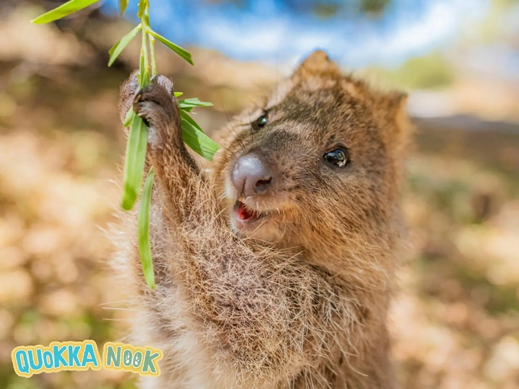Quokka Nook Launch Weekend Image 1