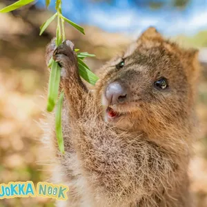 Quokka Nook Launch Weekend Image 1