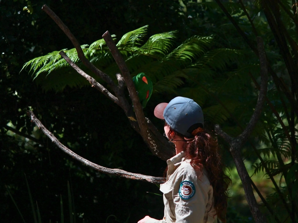 A Ranger doing a wildlife talk with an eclectus parrot.