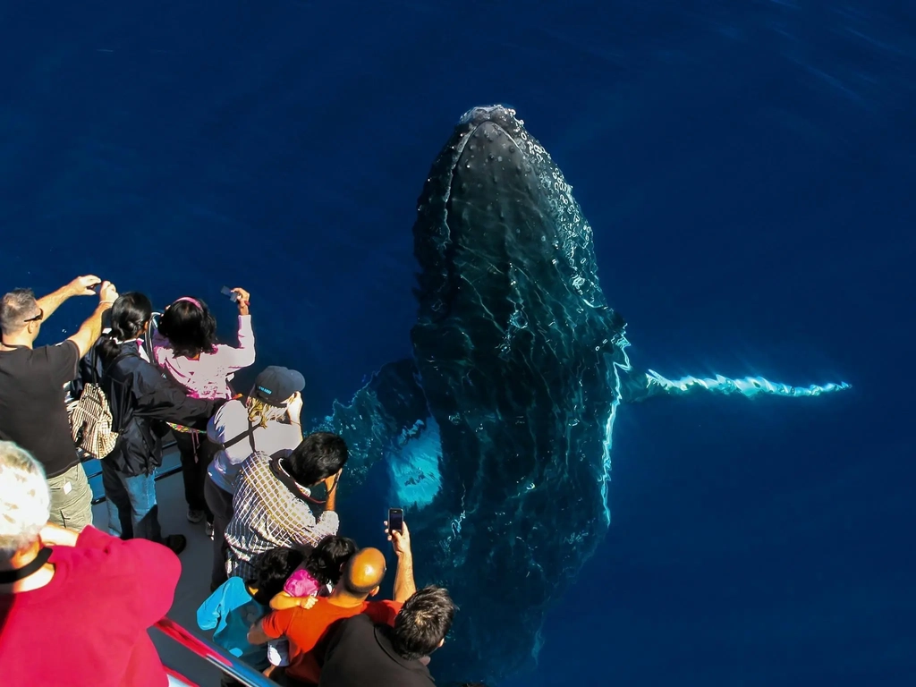 Whale Watching passengers looking at humpback whale spyhopping out of water