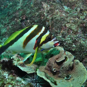 Palm Beach Reef