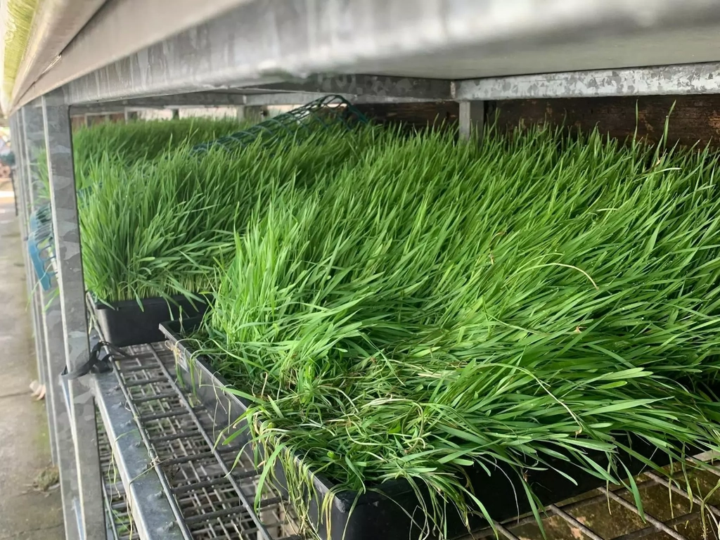 Fresh Wheatgrass