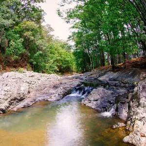 Currumbin Rock Pools including greenery