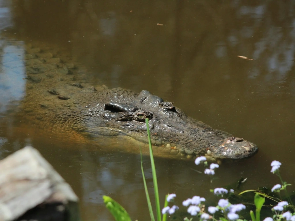 An estuarine crocodile surfacing in murky waters.