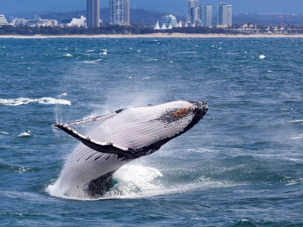 Humpback Breaching