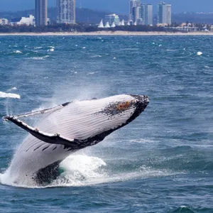 Humpback